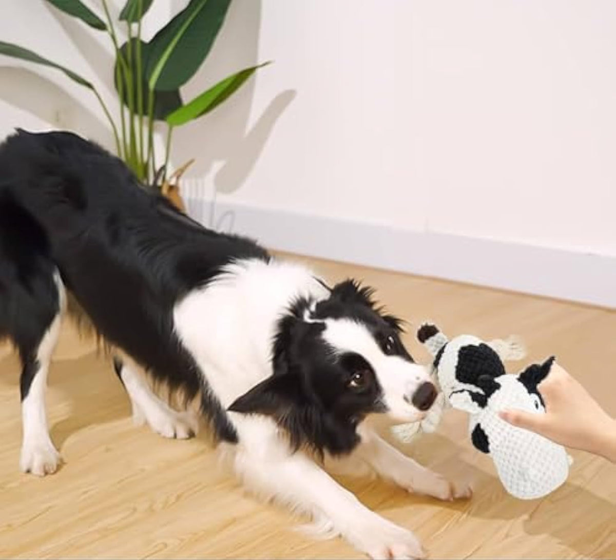 Black and white PAWABY squeaky cow dog toy