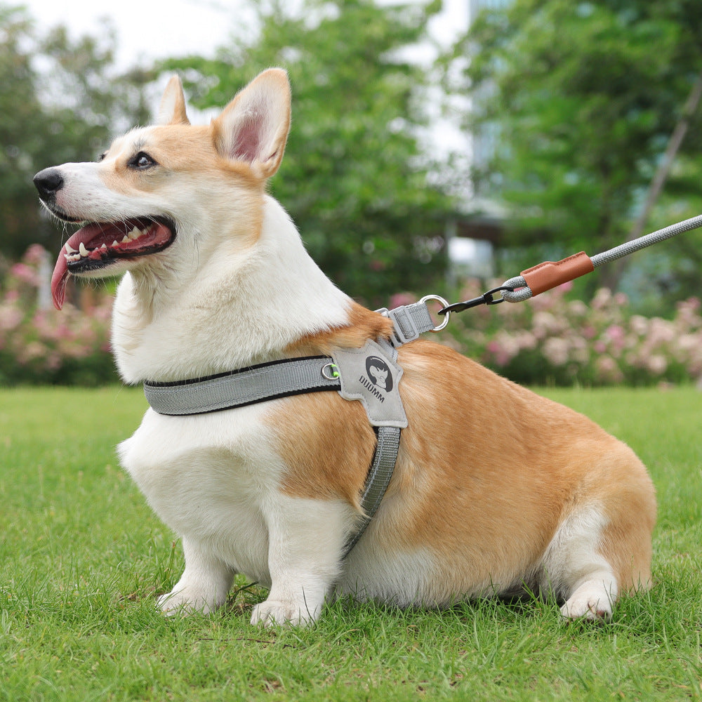 Dachshund wearing breathable chest strap harness