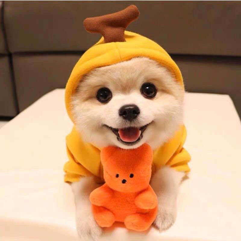 Small dog wearing a red apple character hoodie