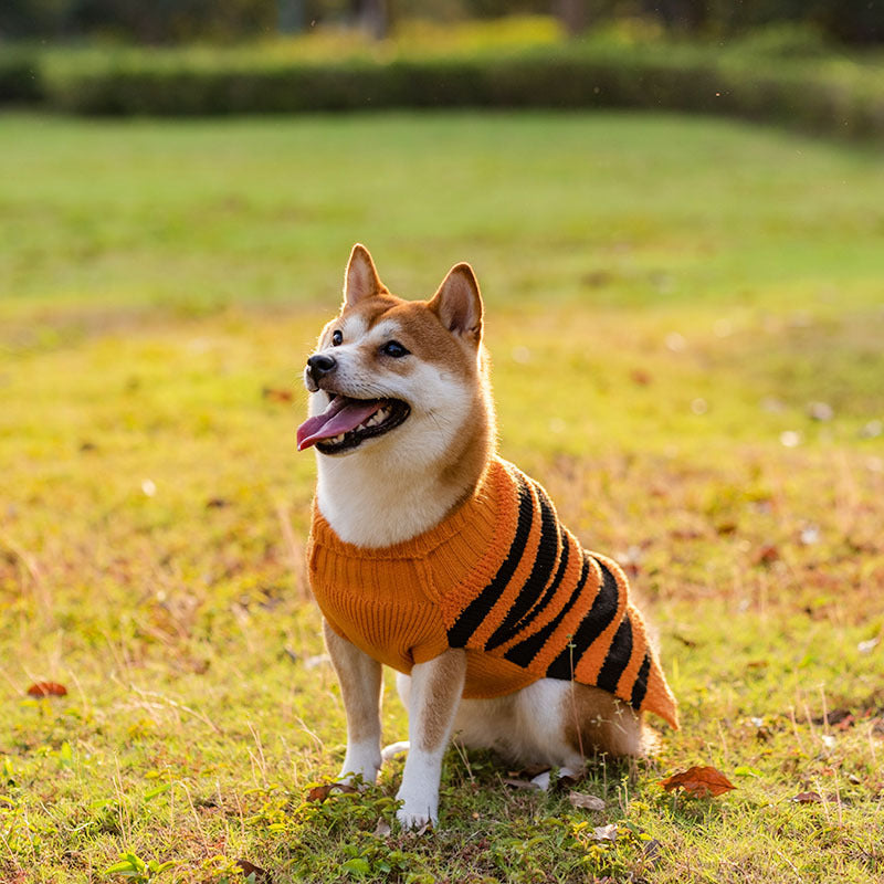 Black Halloween dog jumper with embroidered pumpkin design