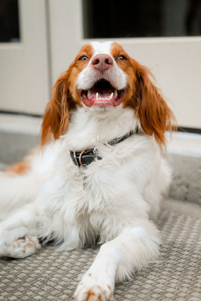 Happy Dog Accessories UK