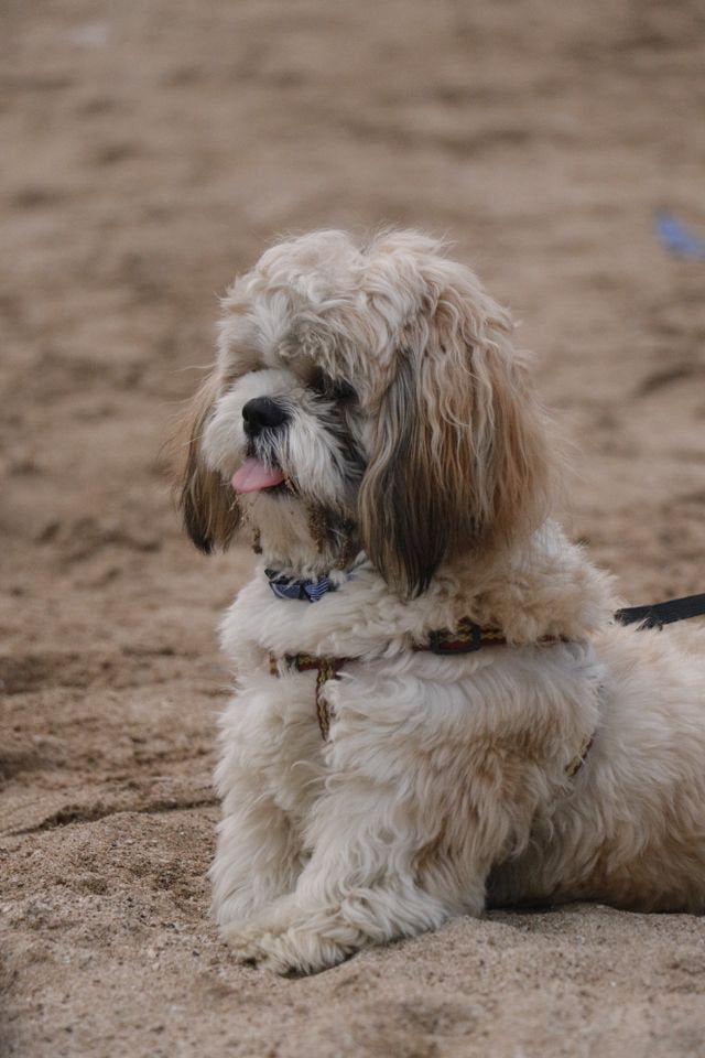 Happy Dog Accessories