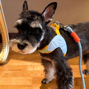 PAWABY colourful small dog harness and matching lead set