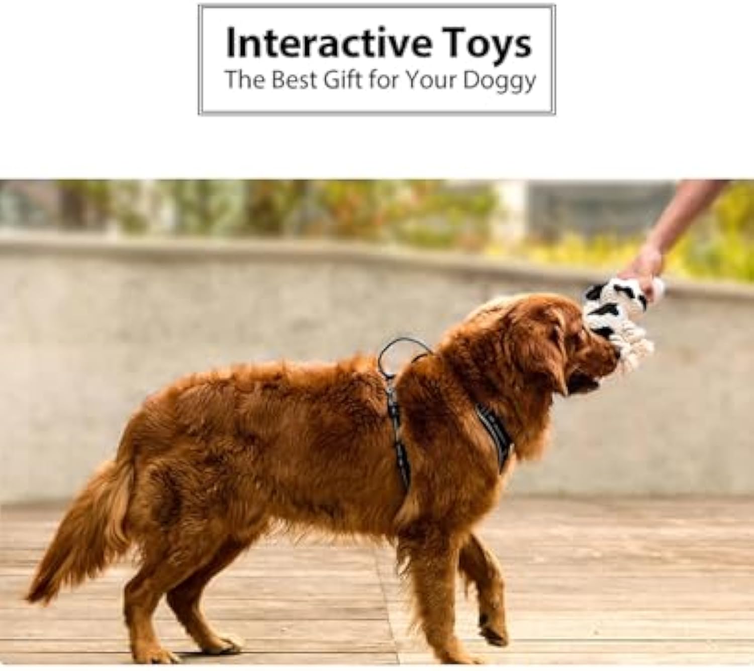 Small dog playing with the PAWABY plush squeaky cow dog toy indoors.