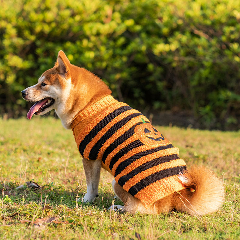 PAWABY orange and black striped Halloween dog jumper with pumpkin motif