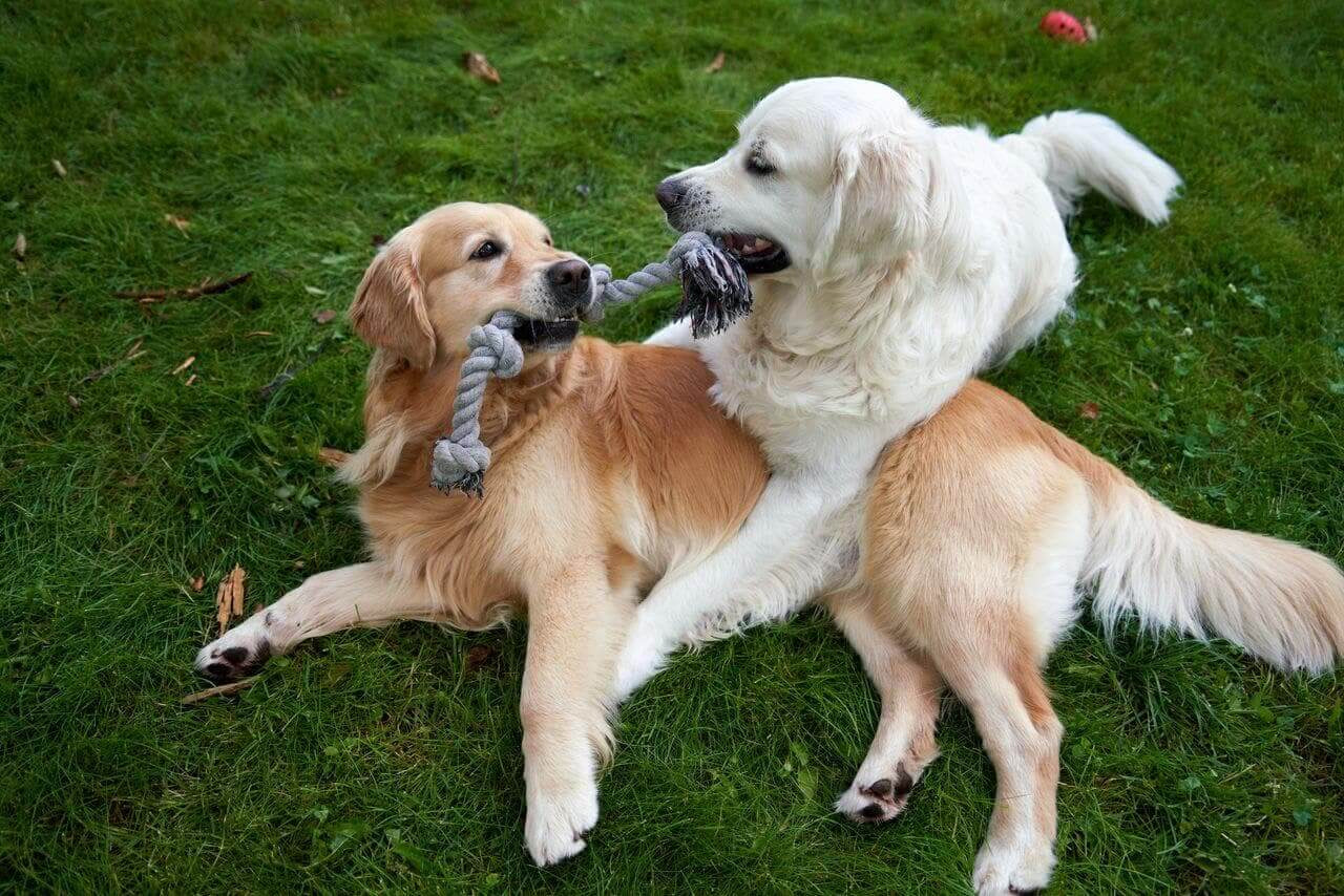 pet-accessories-shop-in-uk