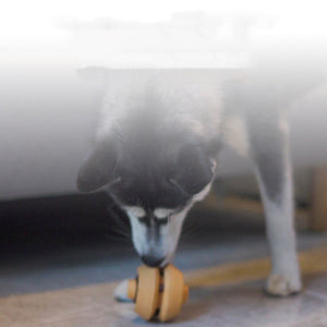Dog enjoying the PAWABY dental chew ball during outdoor play.