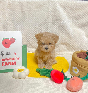 Interactive strawberry dog toy encouraging natural foraging behaviour.