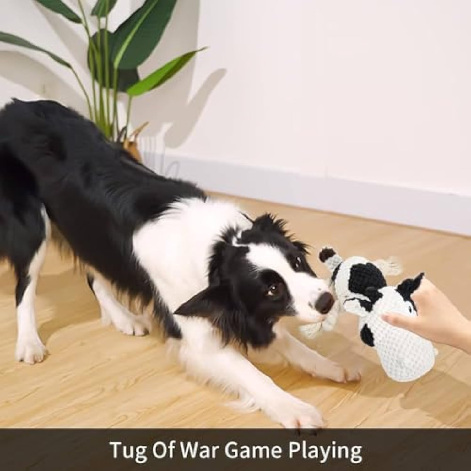 Close-up of the PAWABY soft cow dog toy with built-in squeaker