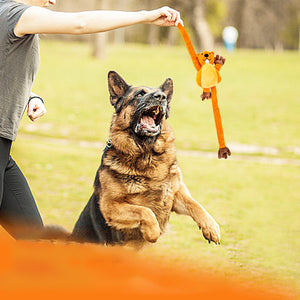 Squeaky tug of war dog toy for interactive play
