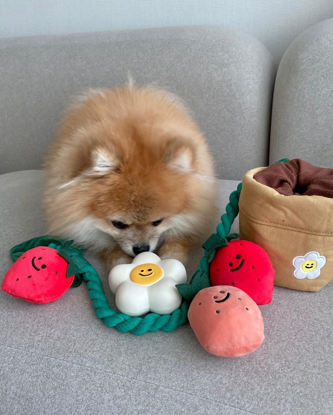 Dog searching for treats inside the PAWABY strawberry plush pot.