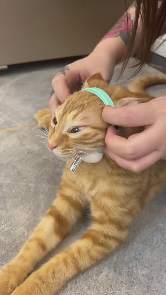 PAWABY Smart Laser Cat Collar providing hands-free interactive play for indoor cats.