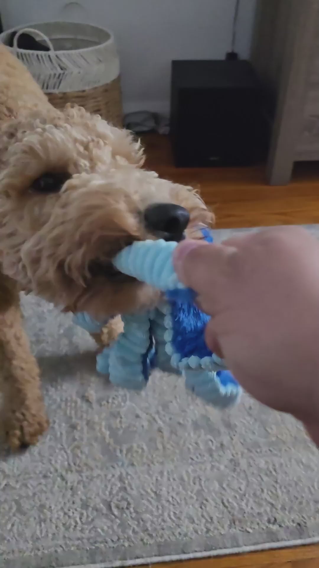 Dog playing with the PAWABY squeaky octopus toy during indoor playtime