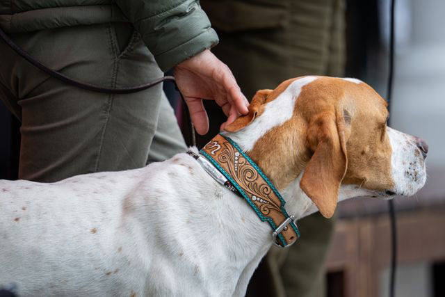 Quality Pet Accessories For Dogs & Cats