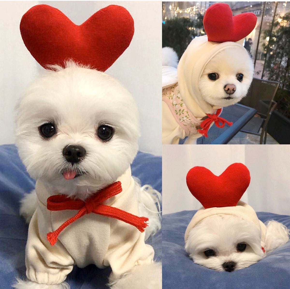 Red apple hoodie with stalk and leaf for small dogs